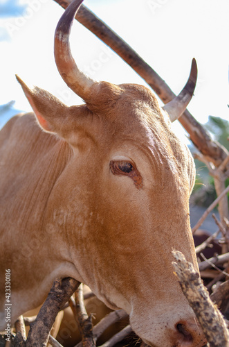 Cow on the farm