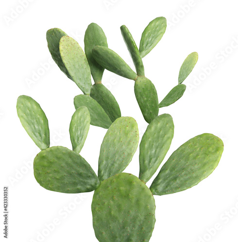 Beautiful big green cactus on white background