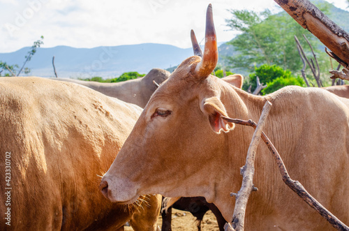 Cow on the farm