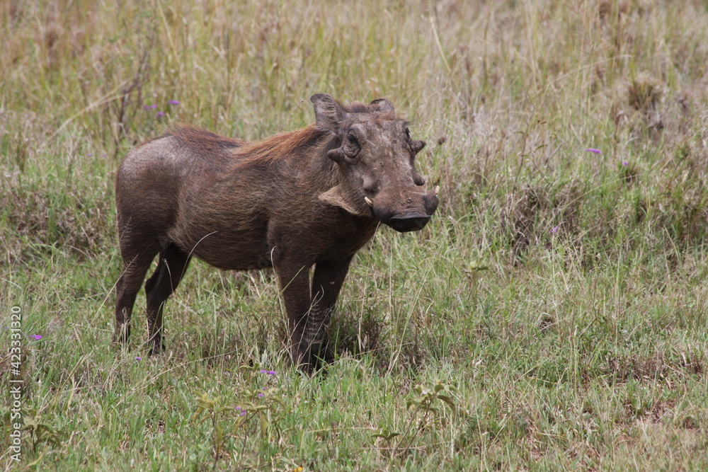Fototapeta premium warthog in the wild