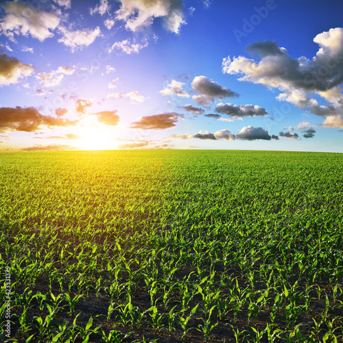Young green corn plants growing on the field at sunset. Agricultural landscape.