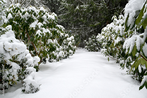Big snow storm in the Pacific Northwest. Seattle hiking trails are covered in deep snow.