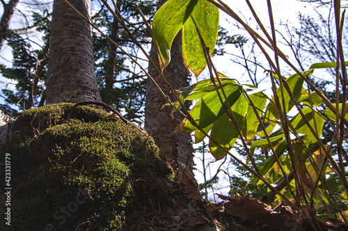 晴れた日の森の木の根元に生えた苔。