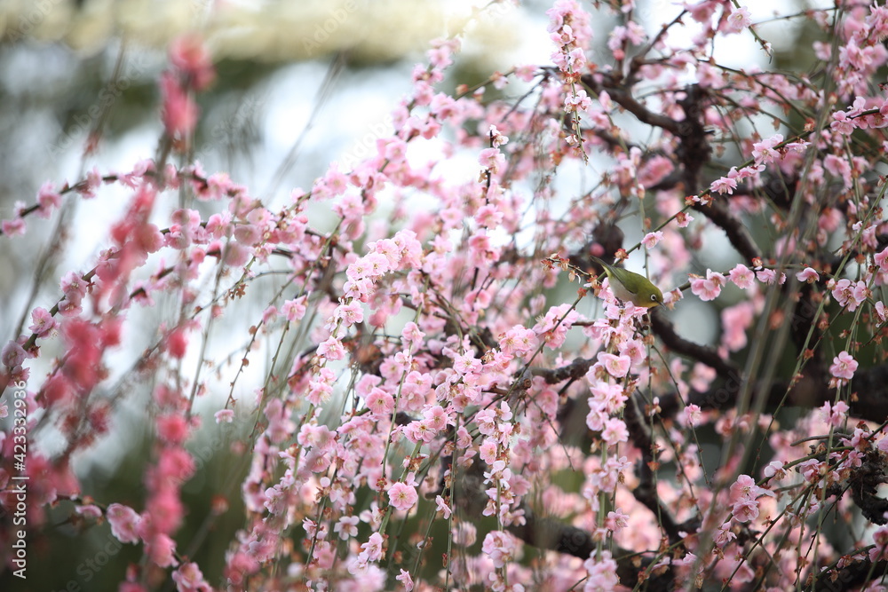 Plum trees and Japanese white-eye Plum trees and Japanese white-eye