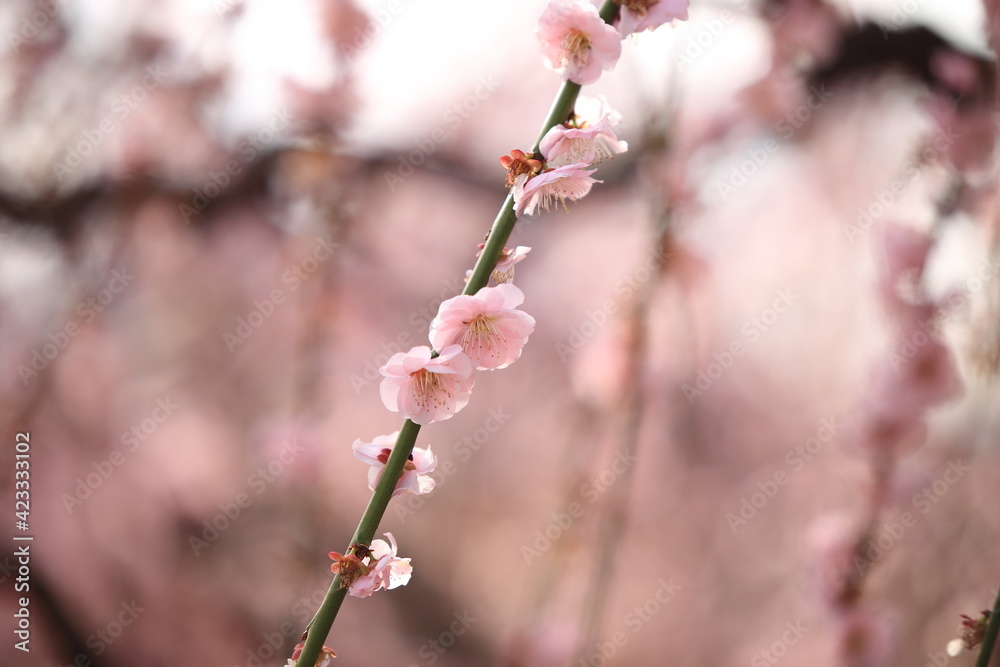 Plum flower landscape in the Mie Prefecture of Japan Plum flower landscape in the Mie Prefecture of Japan
