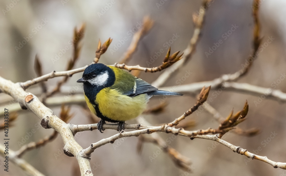 Bird tit close up on a branch of a poplar tree in spring Bird tit close up on a branch of a poplar tree in spring