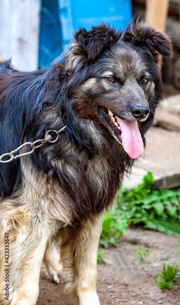 Domestic dog on a chain close-up on the background of the land and the village house Domestic dog on a chain close-up on the background of the land and the village house