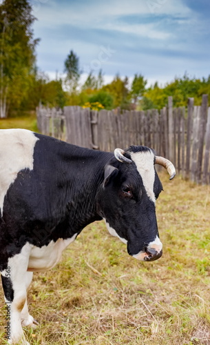 Black and white cow on a background of grass, birches, wooden fence and sky in summer