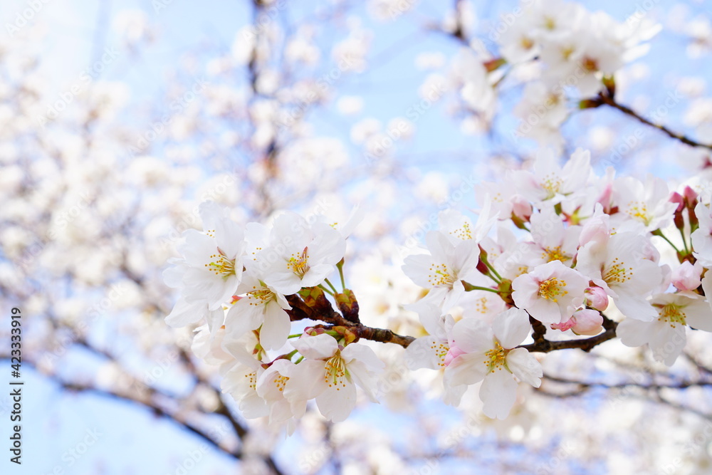 Obraz premium 満開の桜と青空