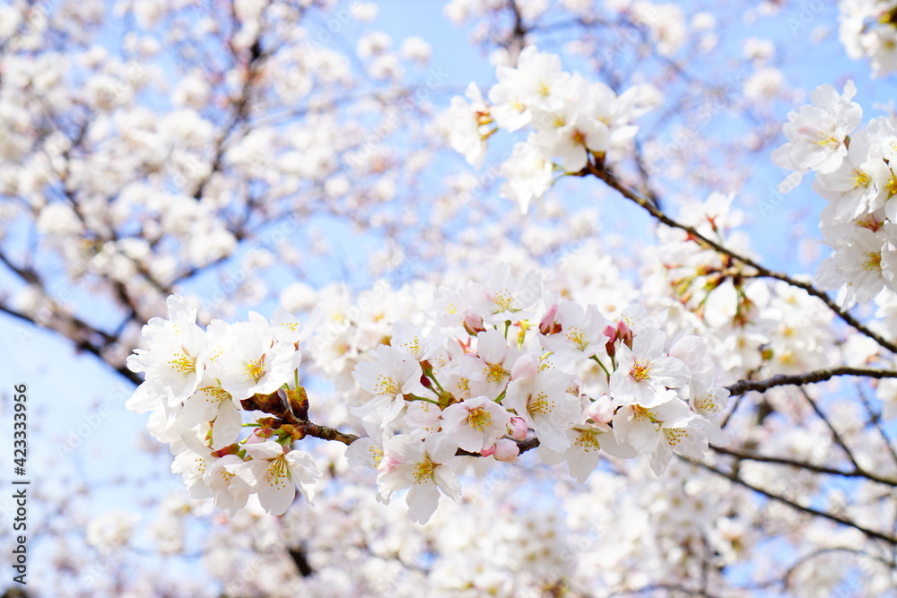 満開の桜と青空 満開の桜と青空