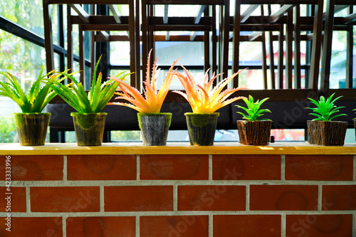 Red and Green Aloe Varieties (Aloe cameronii) in pots.
 photo