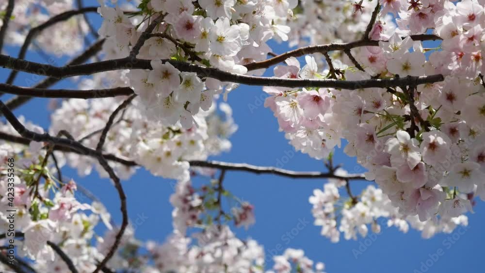 日本の桜のクローズアップ。風に揺れる春に咲くピンクの花の動画。 日本の桜のクローズアップ。風に揺れる春に咲くピンクの花の動画。