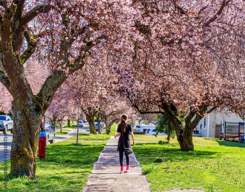 Girl walking on sidewalk lined with cherry blossoms - Victoria BC Canada