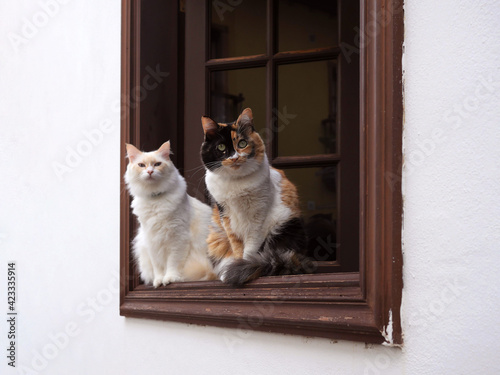 Adorable cats sitting in the window