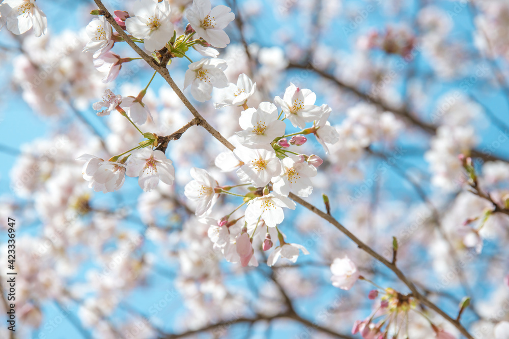 満開のソメイヨシノ（打吹公園・鳥取県倉吉市）