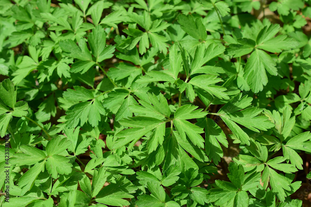 Anemоne nemorоsa is a perennial herbaceous plant of the Buttercup family. Anemоne nemorоsa is a perennial herbaceous plant of the Buttercup family.
