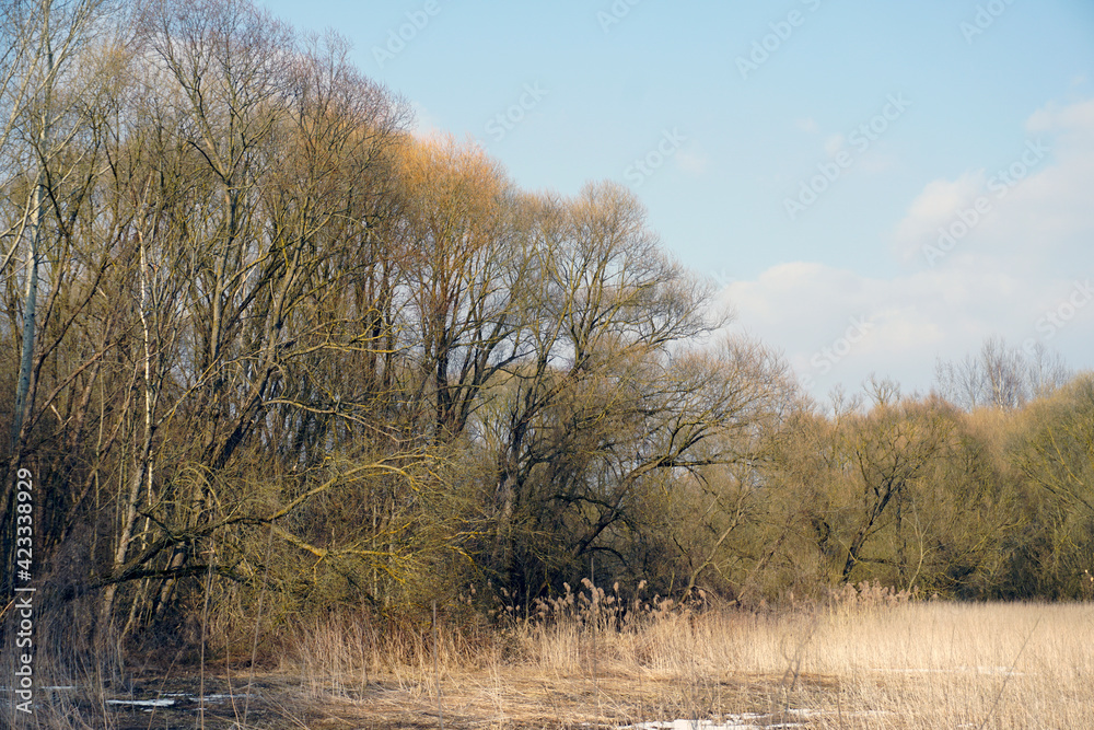 Spring on the shore of the lake. Sunny day in March. Last year's reeds and trees in the old park Spring on the shore of the lake. Sunny day in March. Last year's reeds and trees in the old park