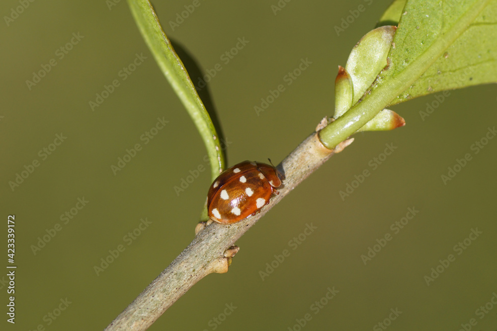 Cream-spot ladybird (Calvia quatuordecimguttata) on a privet (Ligustrum). Family Coccinellidae. Spring in a Dutch garden. March, Netherlands. Cream-spot ladybird (Calvia quatuordecimguttata) on a privet (Ligustrum). Family Coccinellidae. Spring in a Dutch garden. March, Netherlands.