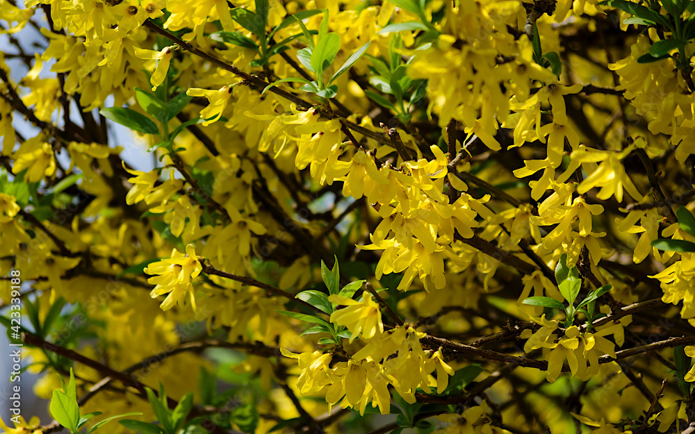 yellow blossoms in spring yellow blossoms in spring