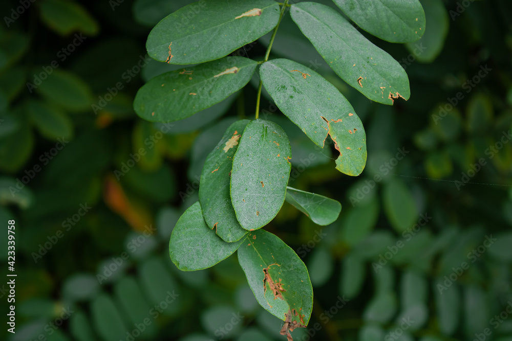 Naklejka premium family of leaves 