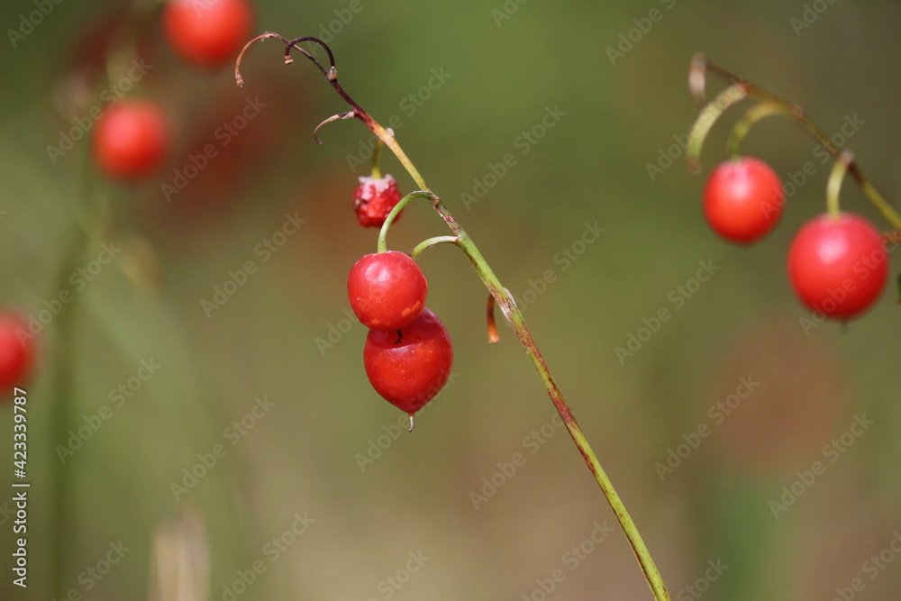 Orange fruit of lily of the valley on a green stem in the forest. 
Red berries of lily of the valley on a green background outdoors.