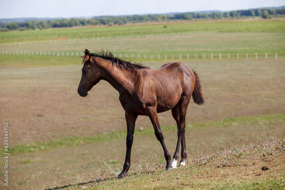 brown young horse or colt grazing on the field brown young horse or colt grazing on the field
