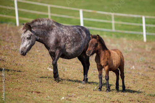 a handsome pony with a foal grazing at a horse farm