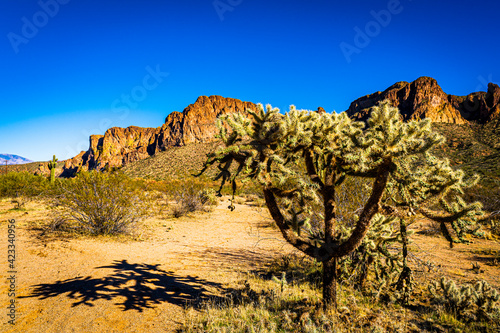 A chainfruit or Jumping cholla cactus in the desert landscape in Arizona photo