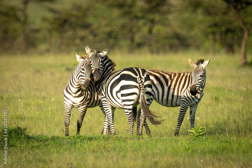 Two plains zebra play fighting near foal Two plains zebra play fighting near foal