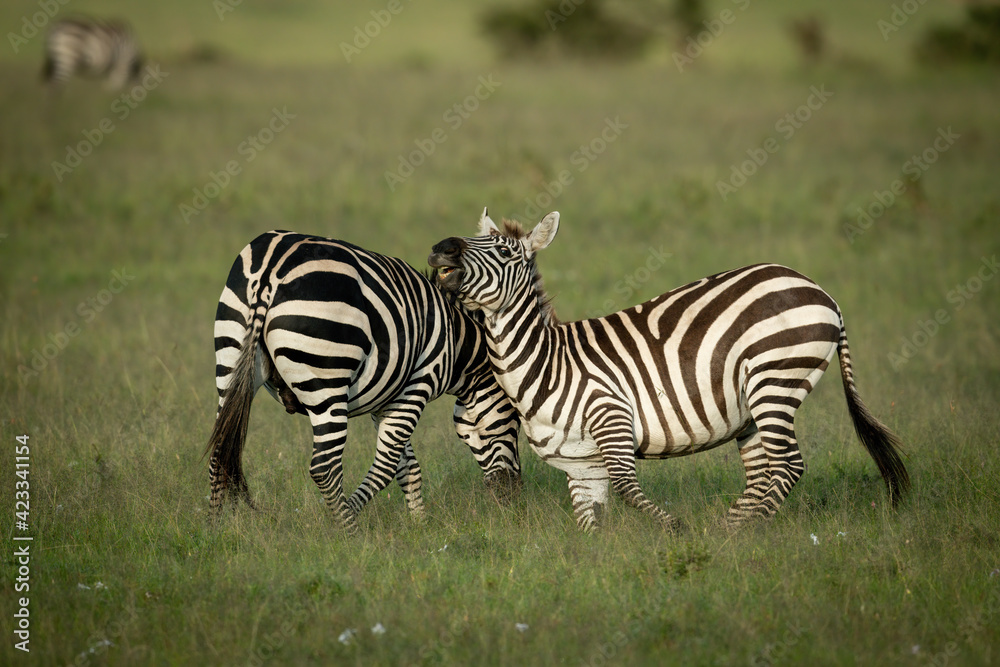 Two plains zebra play fighting near another Two plains zebra play fighting near another