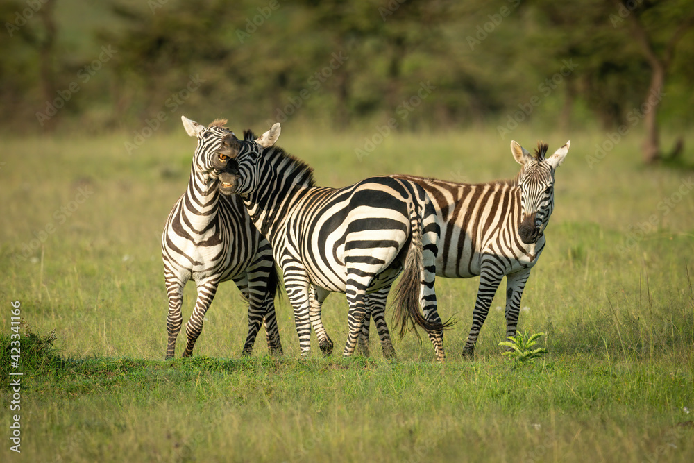 Two plains zebra play fight near foal Two plains zebra play fight near foal