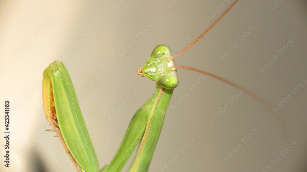 Mantide religiosa Mantide religiosa