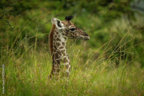 Young Masai giraffe lying in tall grass