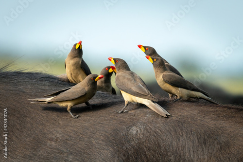 Foto Yellow-billed oxpeckers perch together on Cape buffalo