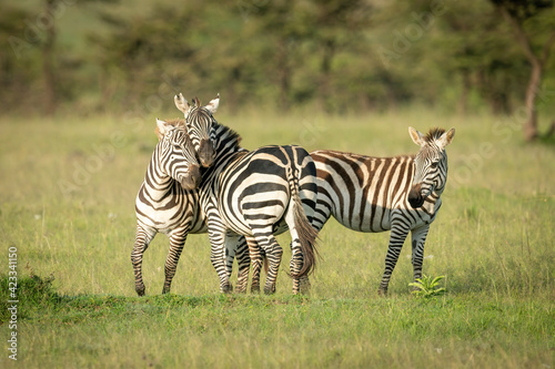 Two plains zebra play fighting beside foal