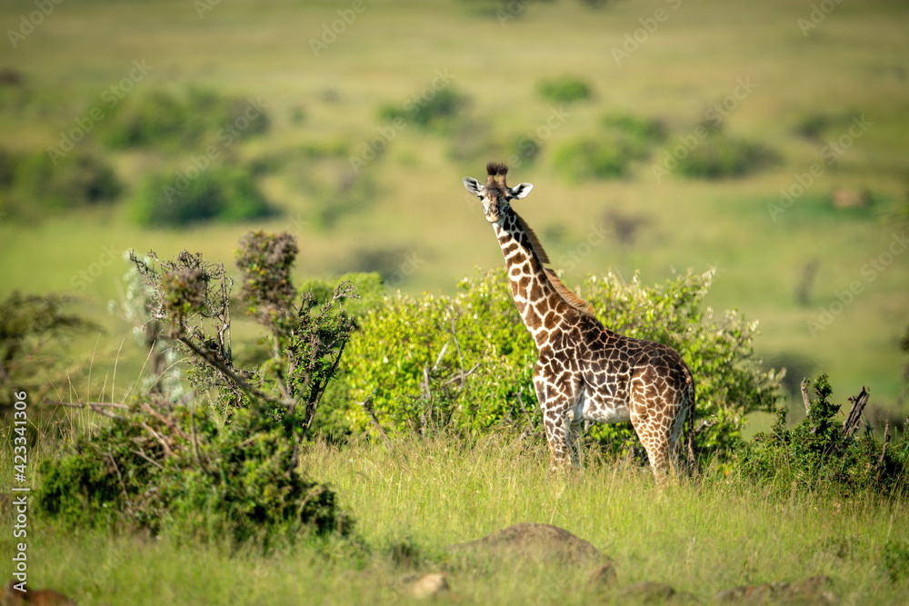 Fototapeta premium Masai giraffe stands in profile turning head