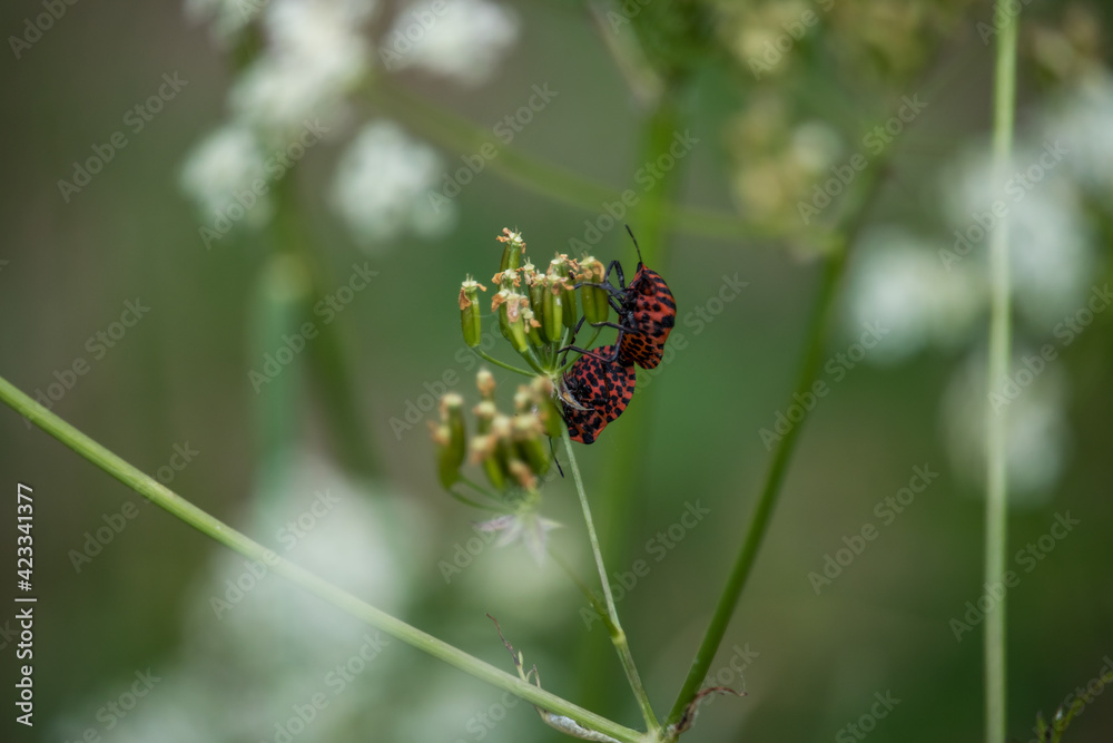 Rote Wanzen Rote Wanzen