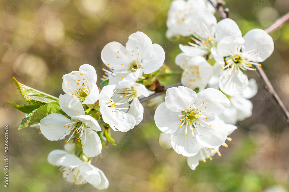 White cherry blossom. Close up. Blooming cherry tree with flowers. White cherry blossom. Close up. Blooming cherry tree with flowers.