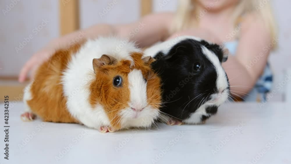 Two little cute guinea pigs are favorite pets. Pet care concept. Two little cute guinea pigs are favorite pets. Pet care concept.