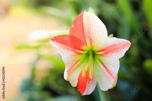 Hippeastrum johnsonii Bury beautiful flower in garden