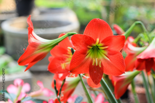 Hippeastrum johnsonii Bury beautiful flower in garden
