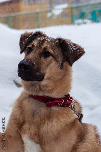 stray dog in a collar on the street