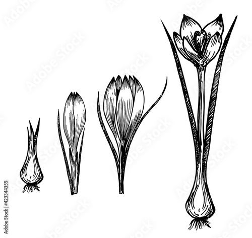 Flower plant growth concept vector design illustration. Crocus germination from corm bulb to sprouts to flower. Saffron. Life cycle phases evolution. Isolated black sketch on white background.