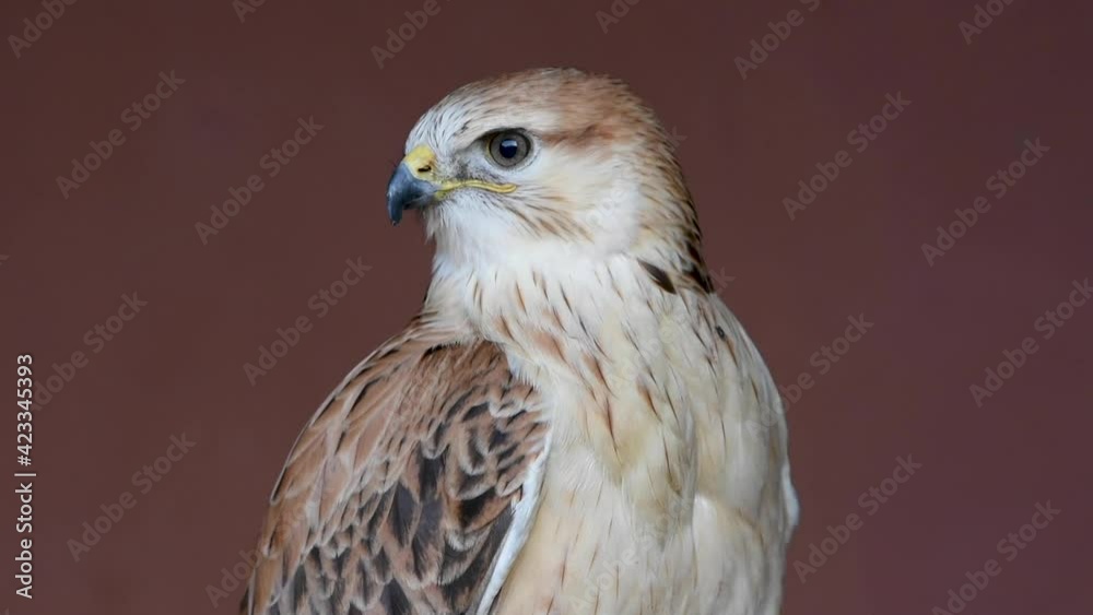 A long legged buzzard (Buteo Rufinus) very up close showing off light feathers and beak looking around. A long legged buzzard (Buteo Rufinus) very up close showing off light feathers and beak looking around.