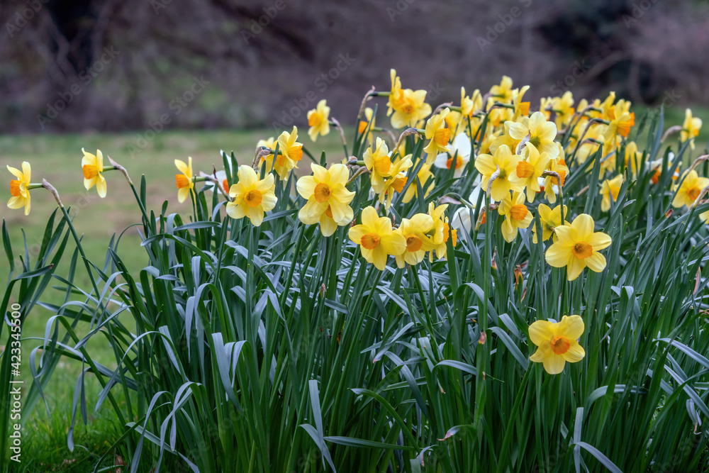 Narcissus Fortune blossoms in spring Narcissus Fortune blossoms in spring