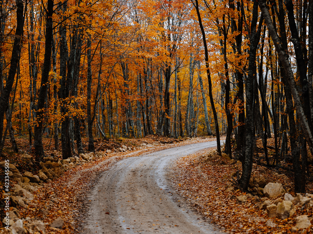 road path yellow leaves autumn forest nature fresh air tall trees