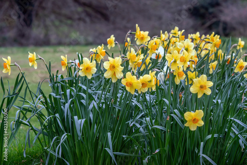 Narcissus Fortune blossoms in spring