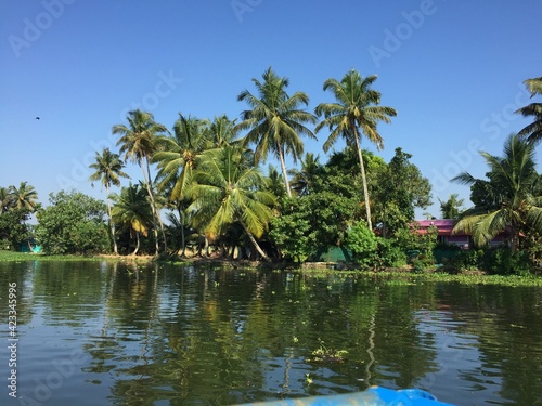 trees on the river