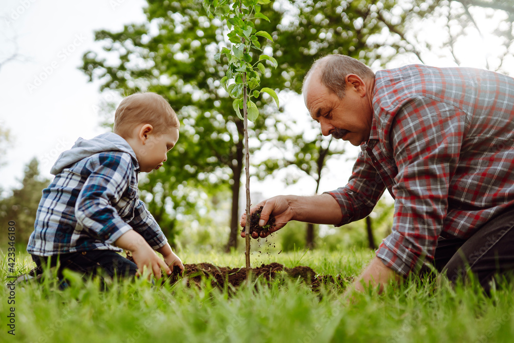 Grandfather and grandson planting tree in park on sunny day. Planting a family tree. Fun little gardener. Spring concept, nature and care. Grandfather and grandson planting tree in park on sunny day. Planting a family tree. Fun little gardener. Spring concept, nature and care.