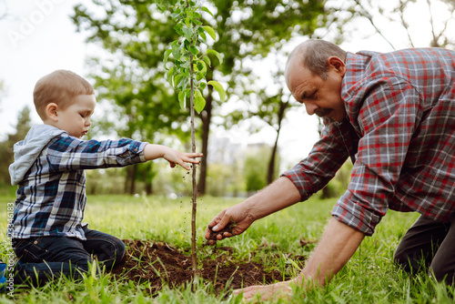 Grandfather and grandson planting tree in park on sunny day. Planting a family tree. Fun little gardener. Spring concept, nature and care.